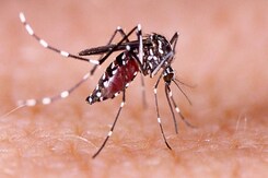 भोपाल में लगातार बढ़ रहे डेंगू के मरीज, प्रशासन के उपाय रहे नाकाम भोपाल में लगातार बढ़ रहे डेंगू के मरीज, प्रशासन के उपाय रहे नाकाम