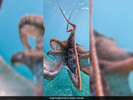 Video Of Woman's Close Encounter With Octopus Goes Viral Video Of Woman's Close Encounter With Octopus Goes Viral