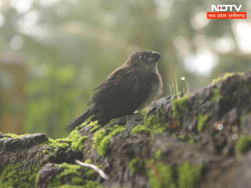 MP Weather Today: मध्य प्रदेश के मौसम में बदलाव, तेजी से बढ़ेगा सर्दी का सितम! आज भी छाया कोहरा