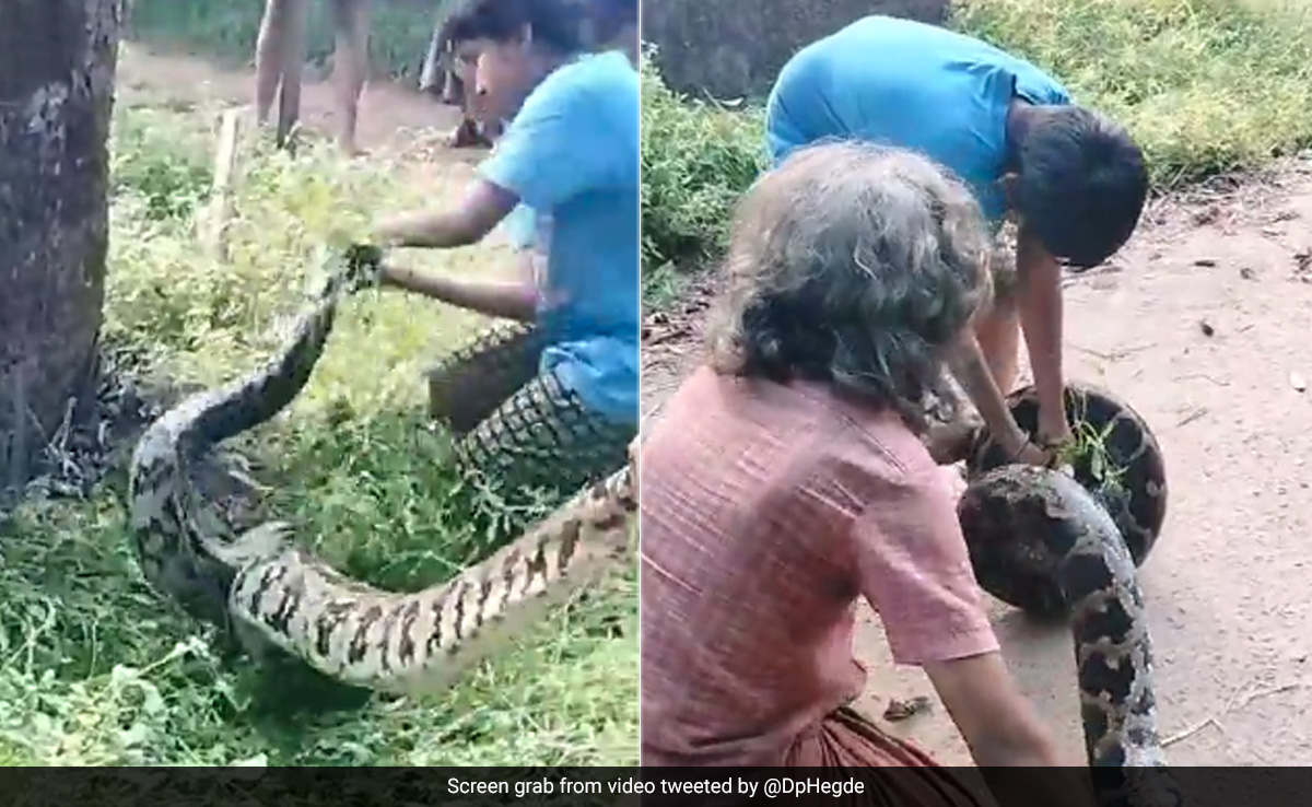 Watch: Teen And Elderly Man's ''Daredevil'' Rescue Of Giant Python In Karnataka