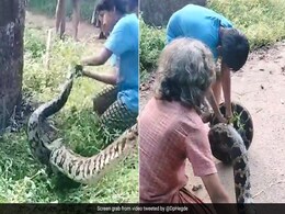 Watch: Teen And Elderly Man's ''Daredevil'' Rescue Of Giant Python In Karnataka Watch: Teen And Elderly Man's ''Daredevil'' Rescue Of Giant Python In Karnataka