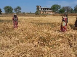 Ambikapur: उत्तरी छत्तीसगढ़ में बेमौसम बारिश से किसान परेशान, कड़ाके की ठंड भी हुई शुरू