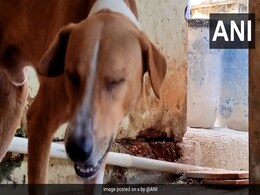 मालिक की मौत हो गई फिर भी 4 महीने से शवदाह गृह के पास इंतज़ार कर रहा है ये डॉग, वीडियो रुला देगा मालिक की मौत हो गई फिर भी 4 महीने से शवदाह गृह के पास इंतज़ार कर रहा है ये डॉग, वीडियो रुला देगा