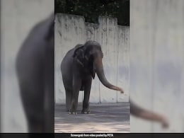 Mali, "World's Saddest" Elephant, Dies In Manila Zoo Mali, "World's Saddest" Elephant, Dies In Manila Zoo