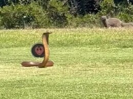Chilling Footage Of Giant Cobra Invading Golf Course Goes Viral Chilling Footage Of Giant Cobra Invading Golf Course Goes Viral