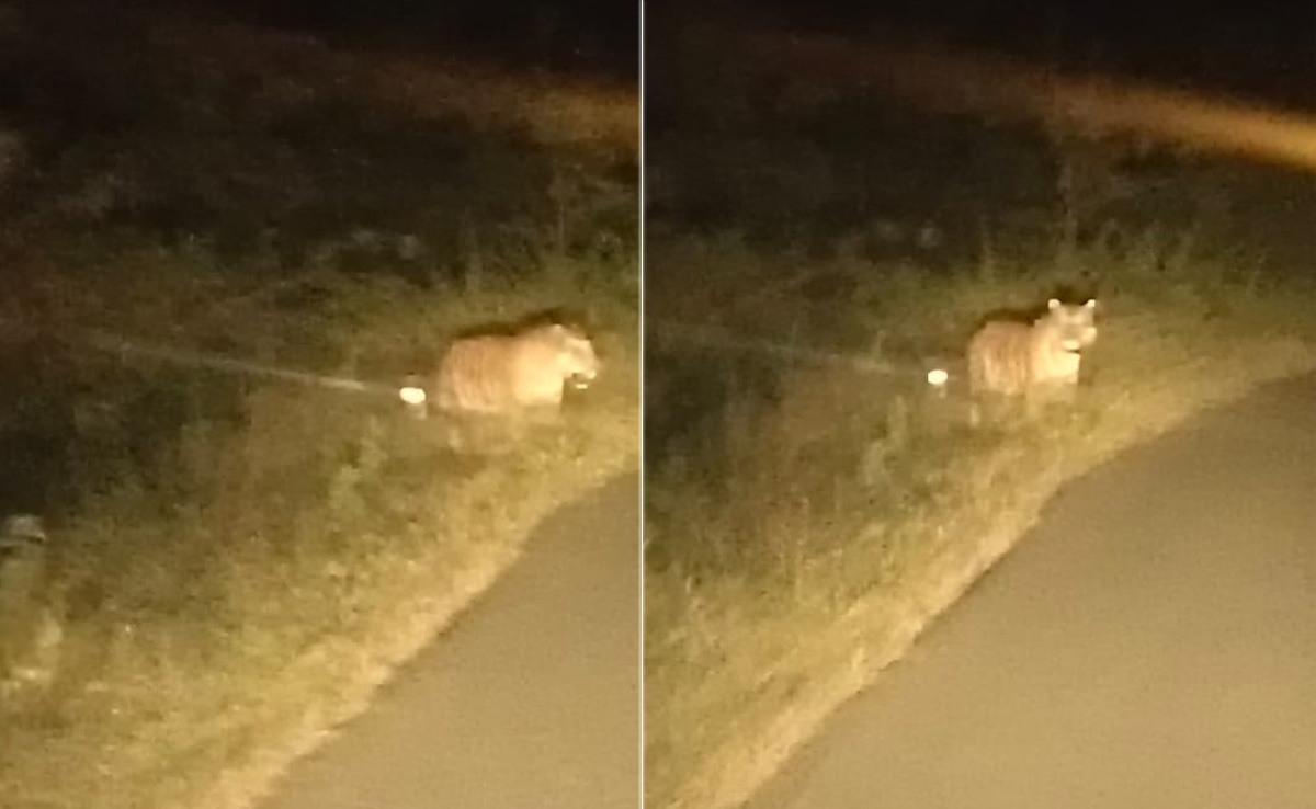 छिंदवाड़ा में सड़क के किनारे घूमता दिखा बाघ, कैमरे में हुआ कैद, ग्रामीणों में खौफ का माहौल