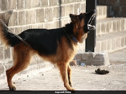 How Pet German Shepherd Led Rescue Teams To Missing Tourists Who Died On Walking Trail How Pet German Shepherd Led Rescue Teams To Missing Tourists Who Died On Walking Trail