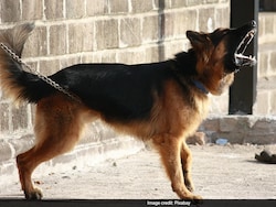 Delhi Man Befriends Guard Dogs To Rob Employer Of Over 4 Lakhs As Revenge