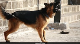 Delhi Man Befriends Guard Dogs To Rob Employer Of Over 4 Lakhs As Revenge