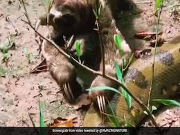 एनाकोंडा के ऊपर चढ़कर टहलता दिखा ये सुस्त जानवर, बहादुरी देख दंग रह गए लोग एनाकोंडा के ऊपर चढ़कर टहलता दिखा ये सुस्त जानवर, बहादुरी देख दंग रह गए लोग