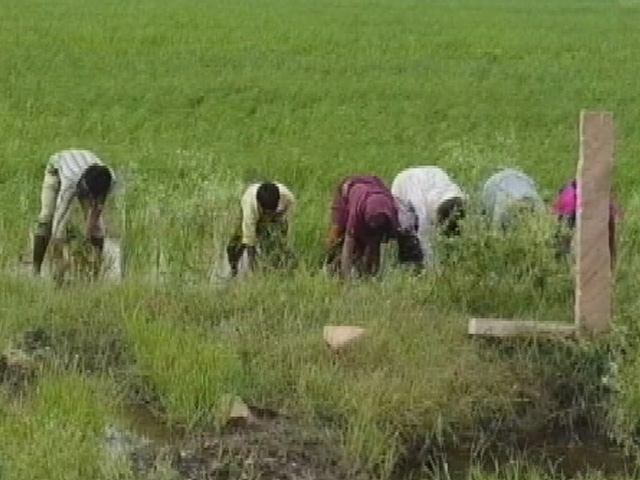 Is Punjab Ready to Phase-out Paddy?