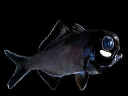 अंधेरे में टॉर्च लेकर चलती हैं दुनिया की ये सबसे अजीबोगरीब मछलियां, खूबियां जान हो जाएंगे हैरान अंधेरे में टॉर्च लेकर चलती हैं दुनिया की ये सबसे अजीबोगरीब मछलियां, खूबियां जान हो जाएंगे हैरान