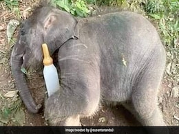 दूध की बोतल लिए लेटकर सोता दिखा हाथी का बच्चा, IFS ने शेयर की प्यारी तस्वीर, देखकर दिल हार बैठे लोग दूध की बोतल लिए लेटकर सोता दिखा हाथी का बच्चा, IFS ने शेयर की प्यारी तस्वीर, देखकर दिल हार बैठे लोग
