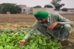 पंजाब के किसान क्यों धान की जगह कोई अन्य फसल नहीं लगाना चाहते हैं? पंजाब के किसान क्यों धान की जगह कोई अन्य फसल नहीं लगाना चाहते हैं?