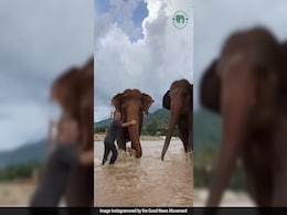 Video Shows Heartwarming Moment Elephants Reunite With Their Human Friend Video Shows Heartwarming Moment Elephants Reunite With Their Human Friend