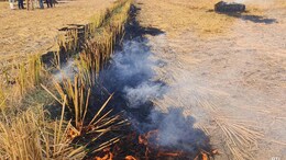 Punjab Saw Dip In Farm Fires Incident From September 15-October 21: Data