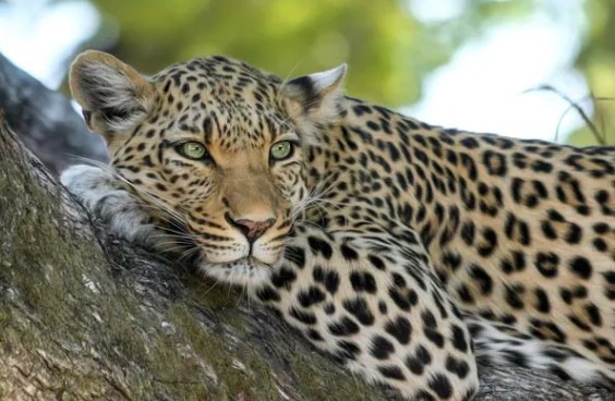 Leopard Strays Into Residential Area Near Pune, Rescued After Five Hours