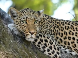 Leopard Strays Into Residential Area Near Pune, Rescued After Five Hours Leopard Strays Into Residential Area Near Pune, Rescued After Five Hours