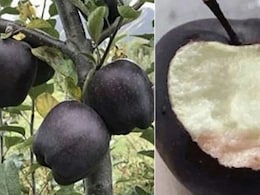 Black Apples: क्या आपने कभी ब्लैक डायमंड सेब के बारे में सुना है? 500 रुपये में बिकता है केवल एक पीस Black Apples: क्या आपने कभी ब्लैक डायमंड सेब के बारे में सुना है? 500 रुपये में बिकता है केवल एक पीस