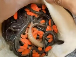 Momos Stuffed With Live Worms Is Trending For All The Wrong Reasons