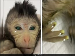 Chinese Scientists Create First-Of-Its-Kind Monkey With Green Eyes, Glowing Fingertips Chinese Scientists Create First-Of-Its-Kind Monkey With Green Eyes, Glowing Fingertips