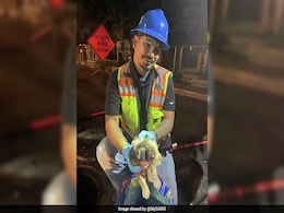 Puppy Rescued After Being Trapped For 8 Hours In US Sewer Puppy Rescued After Being Trapped For 8 Hours In US Sewer