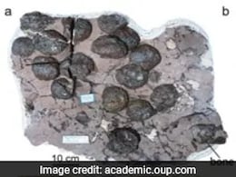 Fossils Of Dinosaurs That Died 190 Million Years Ago Found In China Alongside 50 "Leathery" Eggs Fossils Of Dinosaurs That Died 190 Million Years Ago Found In China Alongside 50 "Leathery" Eggs