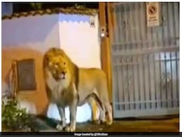 "Mamma Mia": Panic In Italian Town As Lion Roams The Streets At Night "Mamma Mia": Panic In Italian Town As Lion Roams The Streets At Night