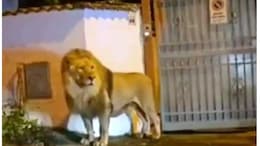 Watch: Escaped Circus Lion Spotted Roaming Around Italian Town, Leaves Locals Terrified