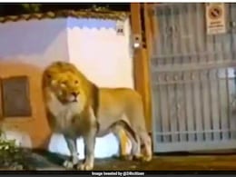 Watch: Escaped Circus Lion Spotted Roaming Around Italian Town, Leaves Locals Terrified