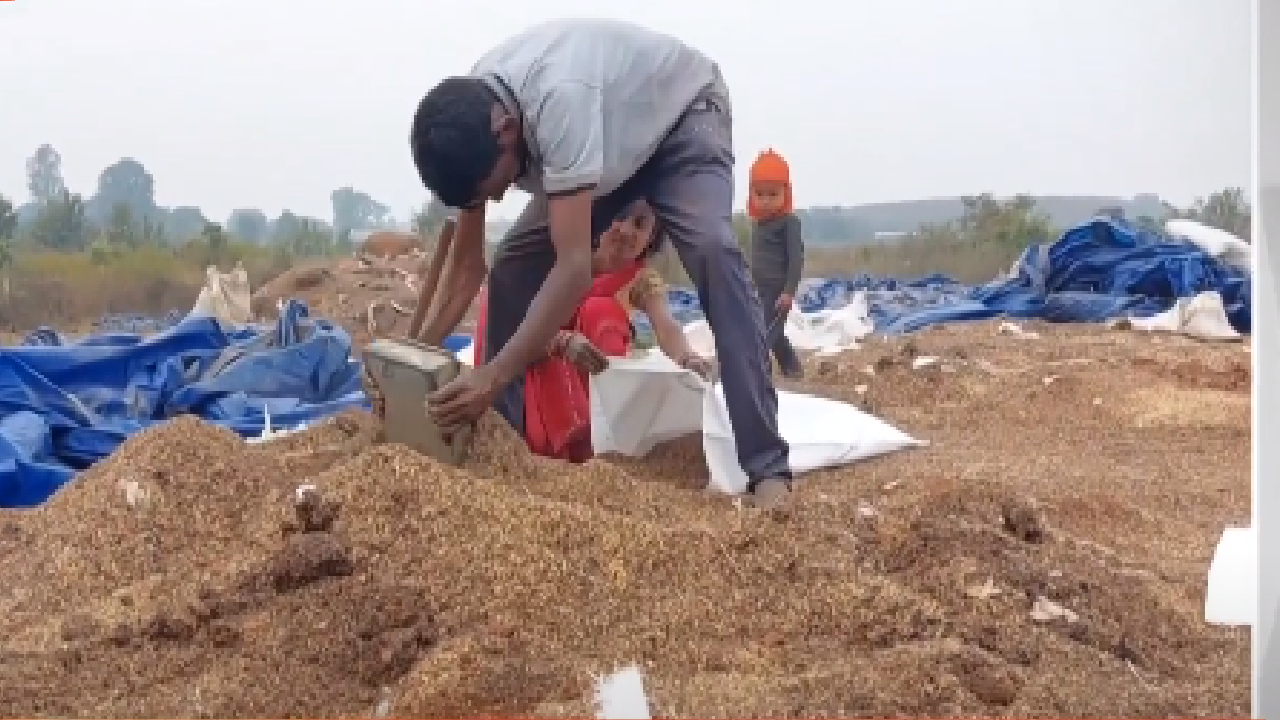 मध्य प्रदेश: जबलपुर में 17 करोड़ रूपये की कीमत का धान खराब!