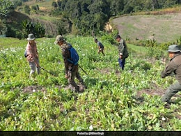 Video: Illegal Poppy Farms The Size Of 40 Football Fields Destroyed In Manipur Video: Illegal Poppy Farms The Size Of 40 Football Fields Destroyed In Manipur