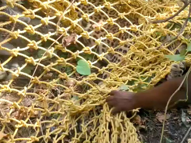 Leopard, Spotted In Bengaluru For Days, Shot Dead During Capture Attempt