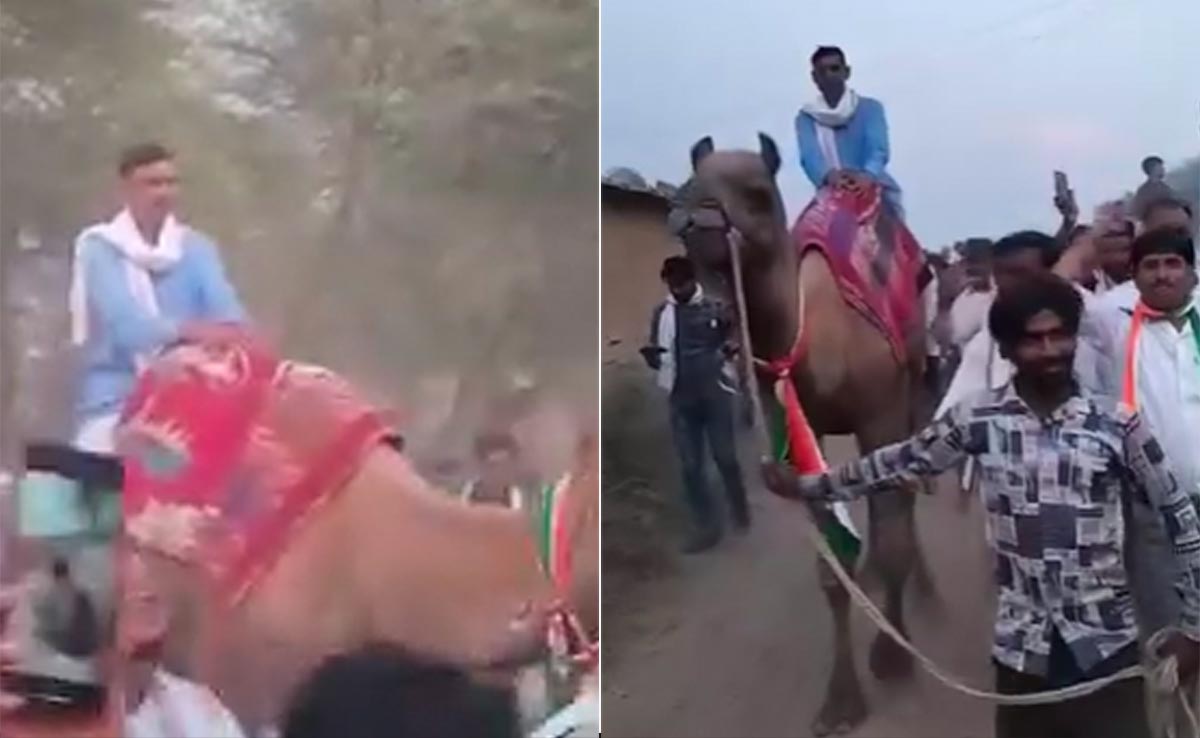 नेता जी का अनोखा अंदाज! ऊंट पर सवार होकर वोट मांग रहे कांग्रेस उम्मीदवार, देखें अनोखा वीडियो