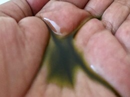 आंवला के तेल को बालों पर सादा लगाने के बजाय उसमें मिला लें यह चीज, बाल घने होने लगेंगे  आंवला के तेल को बालों पर सादा लगाने के बजाय उसमें मिला लें यह चीज, बाल घने होने लगेंगे