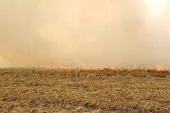 How Punjab, Haryana Farmers Are Timing Crop Burning To Avoid Detection How Punjab, Haryana Farmers Are Timing Crop Burning To Avoid Detection