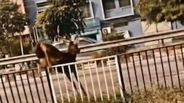 Video: Deer Runs Across Punjab Highway, Slams Into Scooter