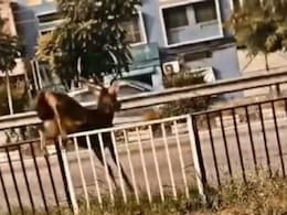 Video: Deer Runs Across Punjab Highway, Slams Into Scooter Video: Deer Runs Across Punjab Highway, Slams Into Scooter