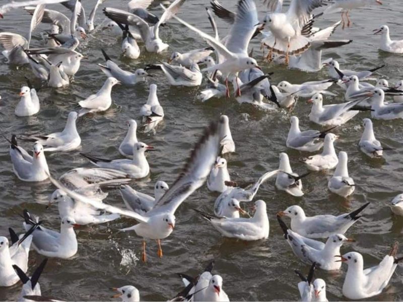 जबलपुर में विदेशी मेहमानों की आमद दर्ज, साइबेरियन पक्षी से गुलजार हुए बुढ़ान सागर