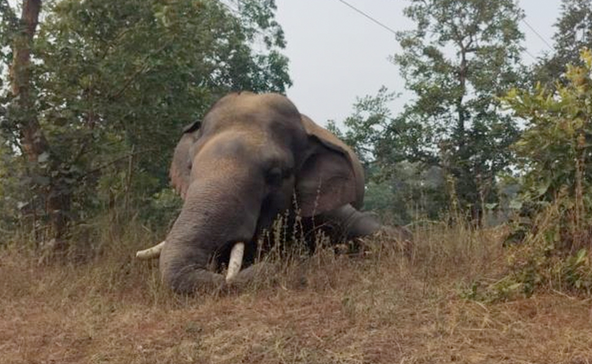 Korba News: बिजली के करंट की चपेट में आने से जंगली हाथी की मौत