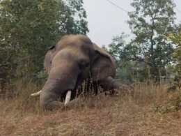 Chhattisgarh: दलदल में फंसने से हाथी के शावक की हुई मौत, ऐसे हुई जानकारी