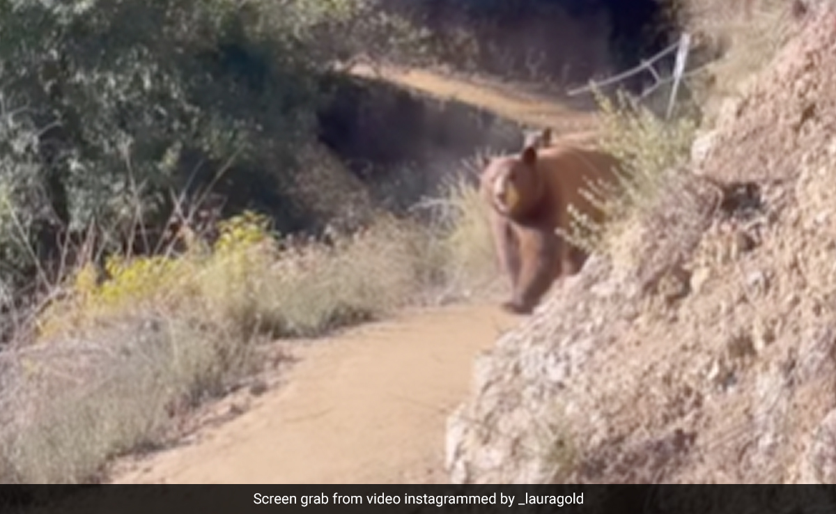 सैर के लिए निकली महिला के पीछे पड़ गया भालू, दूर तक खदेड़ा, फिर जो हुआ, डरा देगा Video