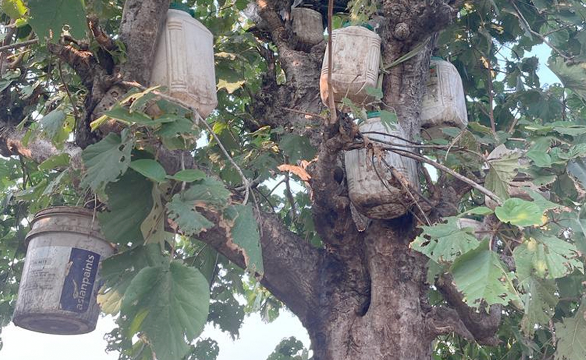 MP Election: तस्करों ने पेड़ में छुपा रखी थी 'चुनावी शराब', आबकारी टीम ने की जब्त