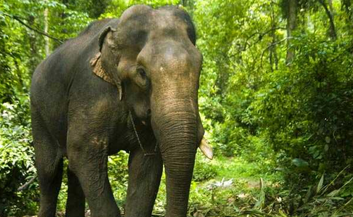 CG News : कोरबा में जगंली हाथियों का आतंक, 12 मवेशियों की मौत, ग्रामीणों में डर का माहौल