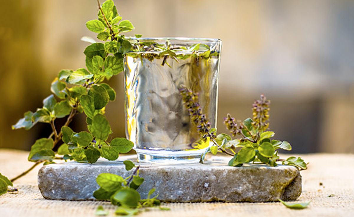 Health Benefits Of Consuming Raw Tulsi Leaves