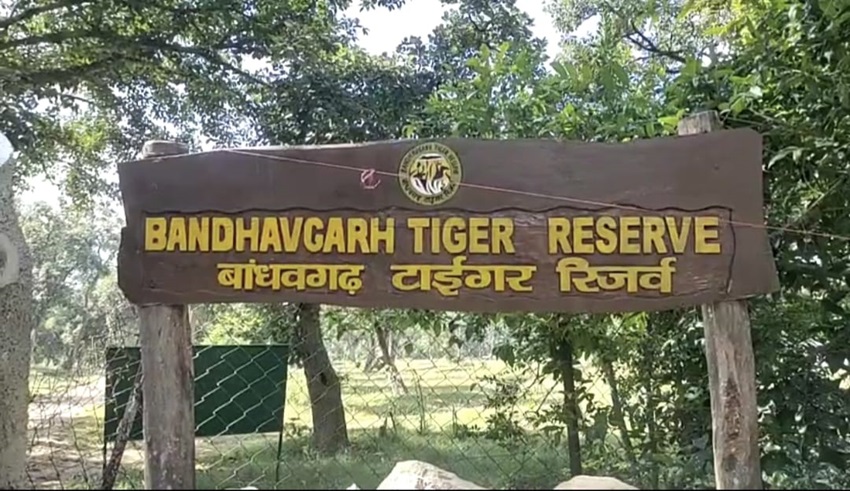 MP News : वन&nbsp;विहार में दहाड़ेंगे बांधवगढ़ टाइगर रिजर्व के 'वनराज', दो बाघों को किया गया रवाना