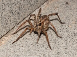 Wolf Spider Bites Man, Lays Eggs On His Toe During Cruise Vacation Wolf Spider Bites Man, Lays Eggs On His Toe During Cruise Vacation