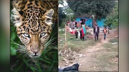 पन्ना ज़िले में देर रात नज़र आया तेंदुआ... बछड़े को हमला कर बनाया शिकार, इलाके में मचा कोहराम
