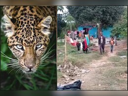 पन्ना ज़िले में देर रात नज़र आया तेंदुआ... बछड़े को हमला कर बनाया शिकार, इलाके में मचा कोहराम पन्ना ज़िले में देर रात नज़र आया तेंदुआ... बछड़े को हमला कर बनाया शिकार, इलाके में मचा कोहराम