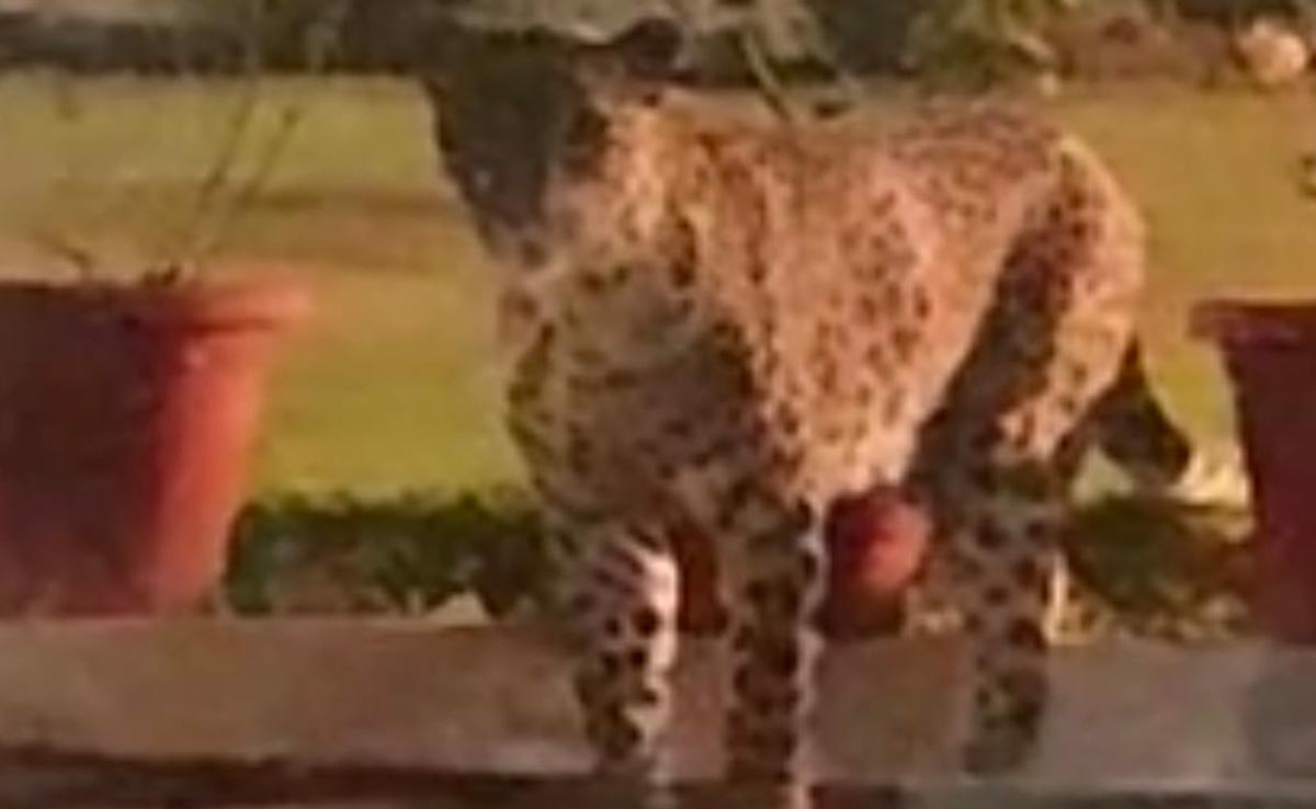 जबलपुर में हाईकोर्ट जज के बंगले में आ धमका तेंदुआ, ड्यूटी पर तैनात सिपाही ने बनाया वीडियो